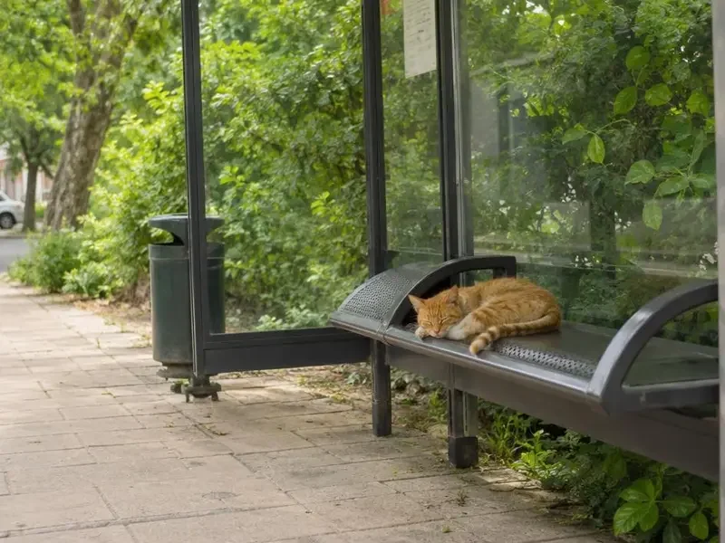 吃瓜网海角：公交站那只橘猫，今天又占了「最佳座位」 - 吃瓜网海角
